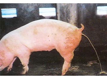 Tri City Auto >> Health management disease prevention and treatment in swine - Bio-Pharmachemie Tri City Auto >> Health management disease prevention and treatment in swine - Bio-Pharmachemie