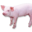 Health management, disease prevention and treatment in swine