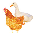 Health management, disease prevention and treatment in poultry