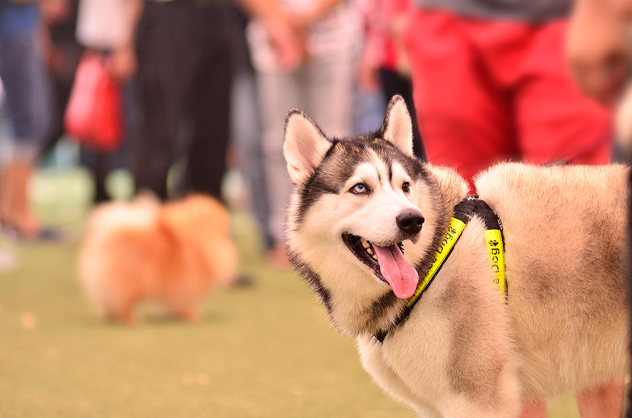 Hình ảnh giống chó tham dự Dog Show