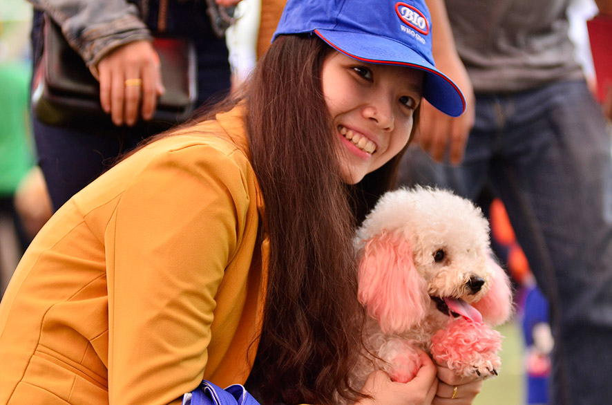 Hình ảnh giống chó tham dự Dog Show