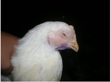 CHRONIC RESPIRATORY DISEASE (CRD) AND CRD COMBINED WITH E.COLI IN POULTRY