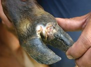 PREVENTION AND TREATMENT OF FOOT AND MOUTH DISEASE (FMD)