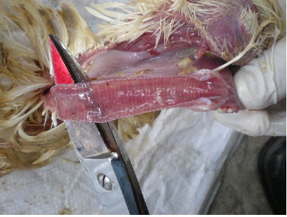 Chronic Respiratory Disease Crd And Crd Combined With Ecoli In Poultry Technical Information Bio Pharmachemie Chronic Respiratory Disease Crd And Crd Combined With Ecoli In Poultry Technical Information Bio Pharmachemie