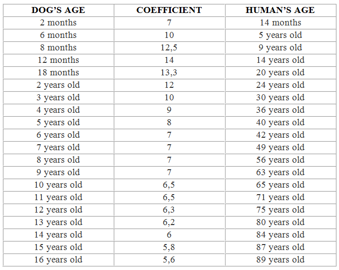 age of dog equivalent to human