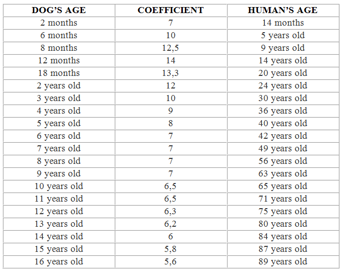 13 dog years in human