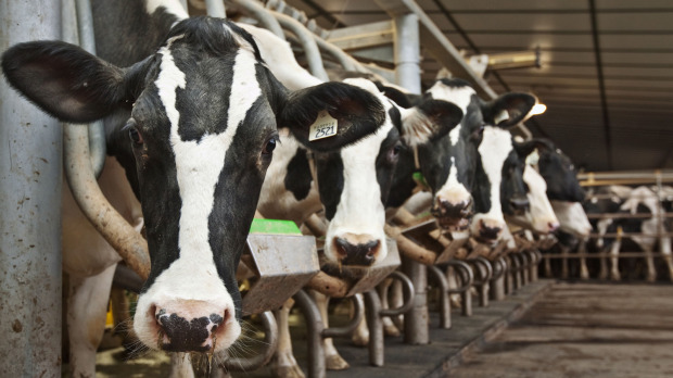 BỆNH VIÊM VÚ TRÊN BÒ SỮA