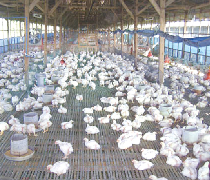 AVIAN INFLUENZA