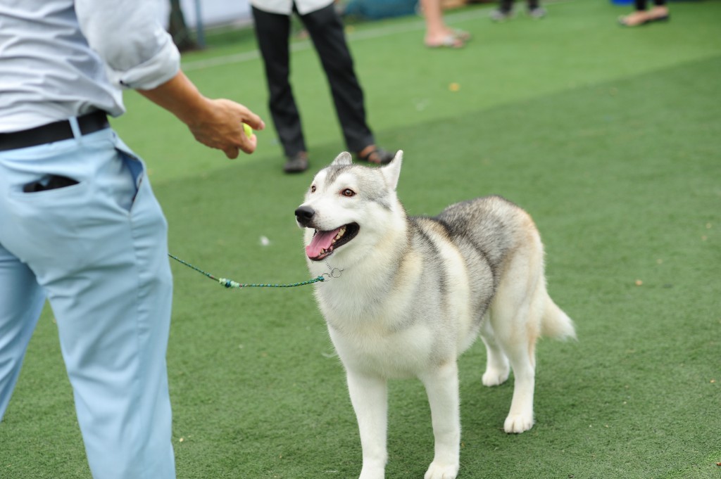 HỘI CHỢ DOG SHOW TẠI SÂN VẬN ĐỘNG PHÚ THỌ 3-4/10/2015