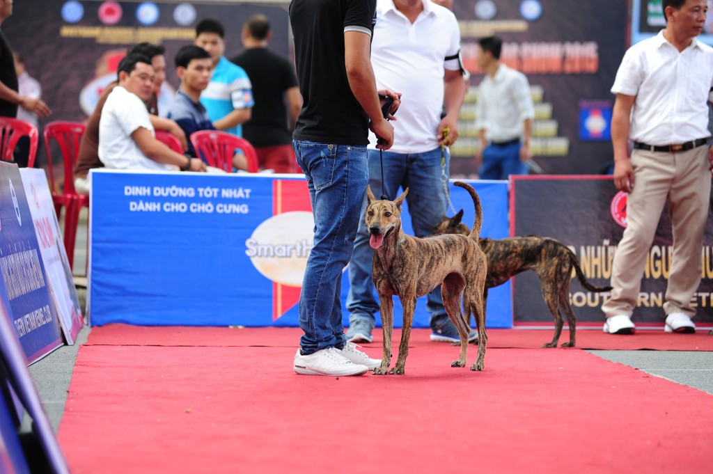 HỘI CHỢ DOG SHOW TẠI SÂN VẬN ĐỘNG PHÚ THỌ 3-4/10/2015