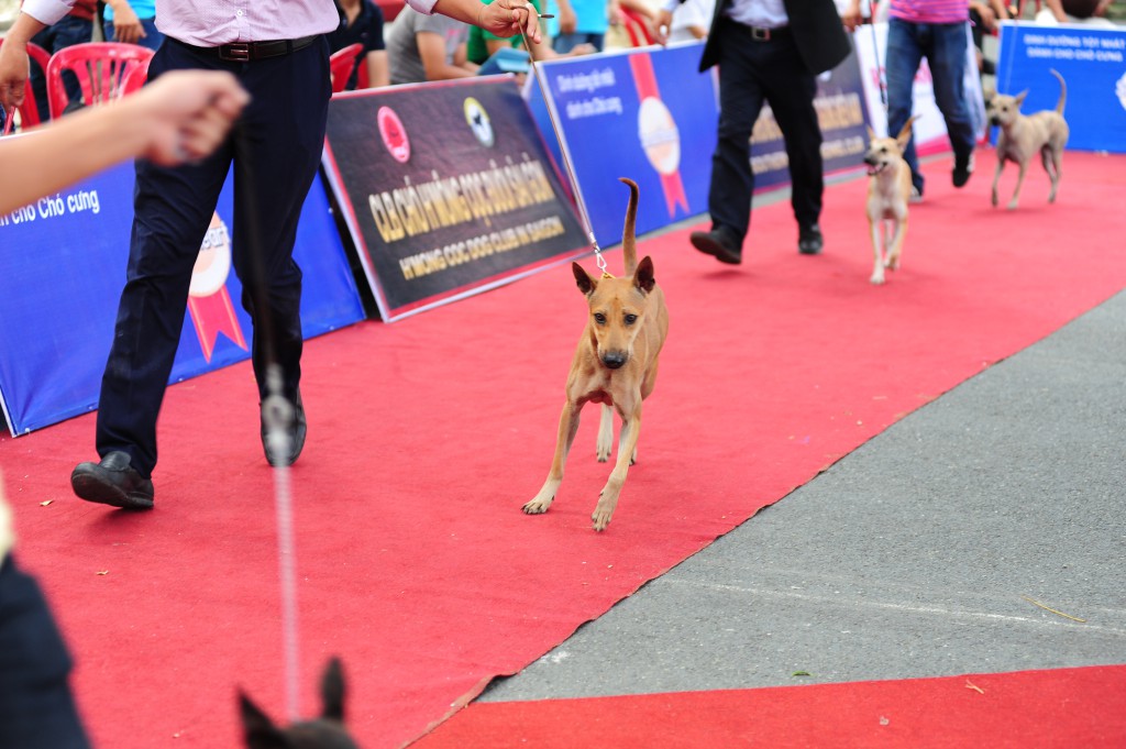 HỘI CHỢ DOG SHOW TẠI SÂN VẬN ĐỘNG PHÚ THỌ 3-4/10/2015