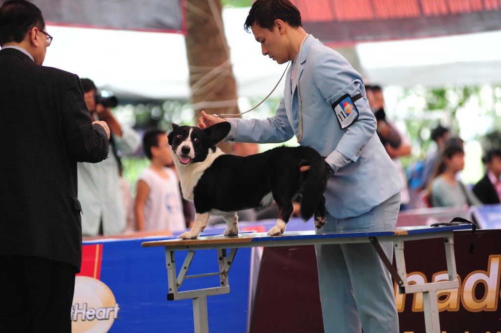 HỘI CHỢ DOG SHOW TẠI SÂN VẬN ĐỘNG PHÚ THỌ 3-4/10/2015