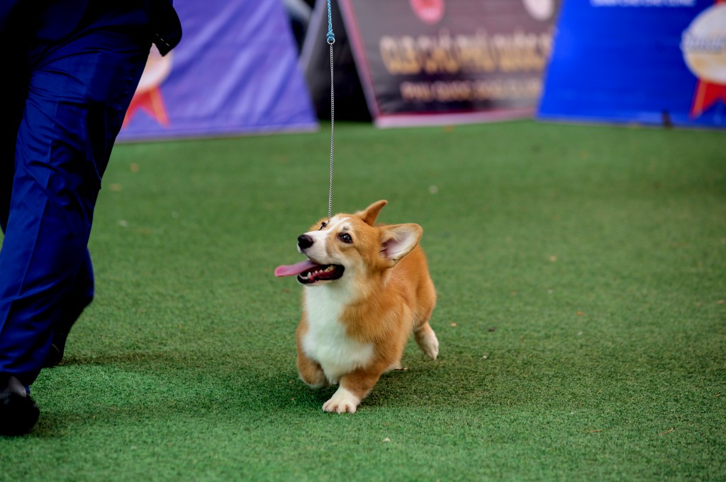 HỘI CHỢ DOG SHOW TẠI SÂN VẬN ĐỘNG PHÚ THỌ 3-4/10/2015