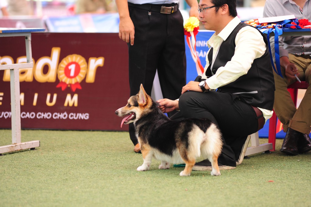 HỘI CHỢ DOG SHOW TẠI SÂN VẬN ĐỘNG PHÚ THỌ 3-4/10/2015