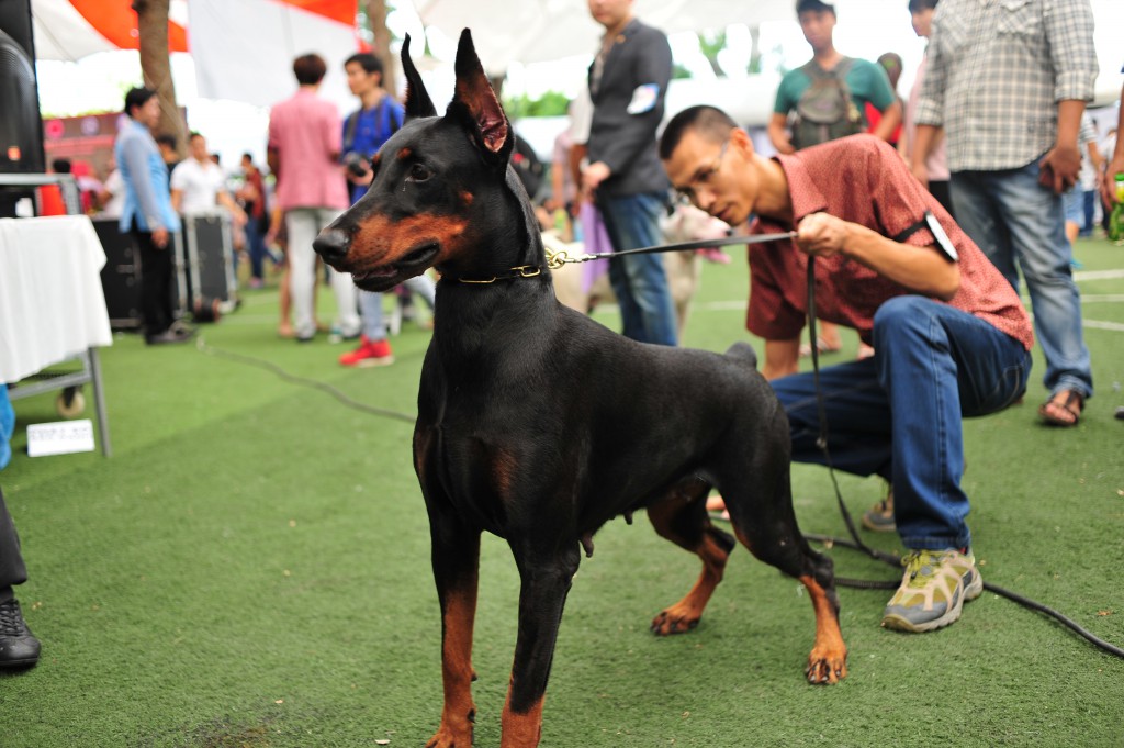 HỘI CHỢ DOG SHOW TẠI SÂN VẬN ĐỘNG PHÚ THỌ 3-4/10/2015