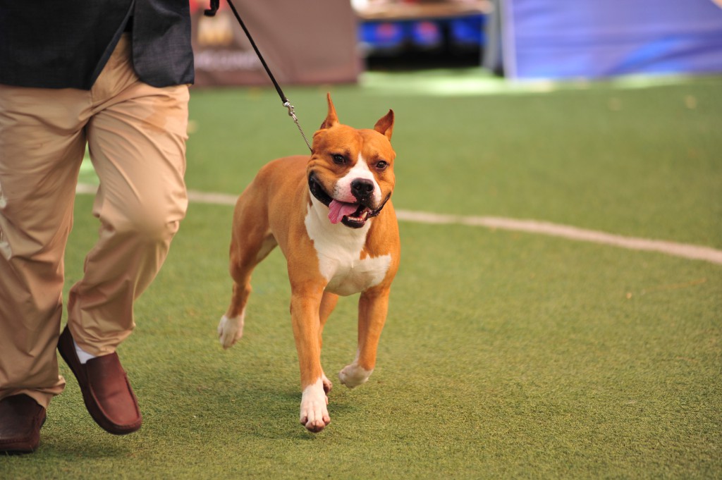 HỘI CHỢ DOG SHOW TẠI SÂN VẬN ĐỘNG PHÚ THỌ 3-4/10/2015