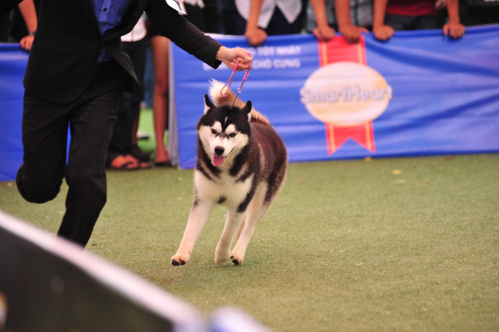 HỘI CHỢ DOG SHOW TẠI SÂN VẬN ĐỘNG PHÚ THỌ 3-4/10/2015