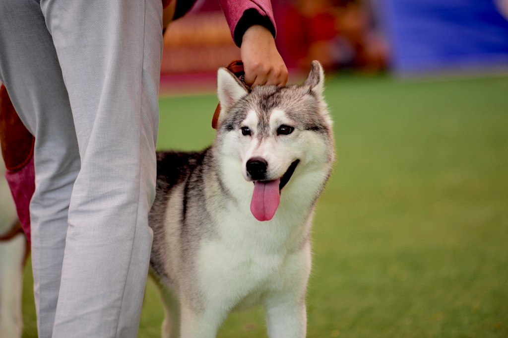 HỘI CHỢ DOG SHOW TẠI SÂN VẬN ĐỘNG PHÚ THỌ 3-4/10/2015